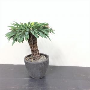 ユーフォルビア　鉄鋼丸