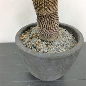 ユーフォルビア　鉄鋼丸