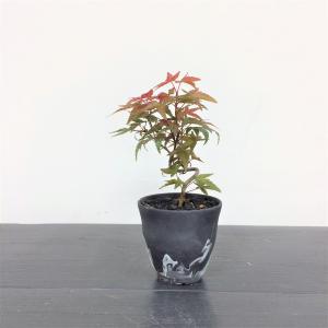 ミニ盆栽もみじ出猩々・デショウジョウ/盆栽、多肉植物、塊根 ミニ盆栽もみじ出猩々・デショウジョウ/盆栽、多肉植物、塊根