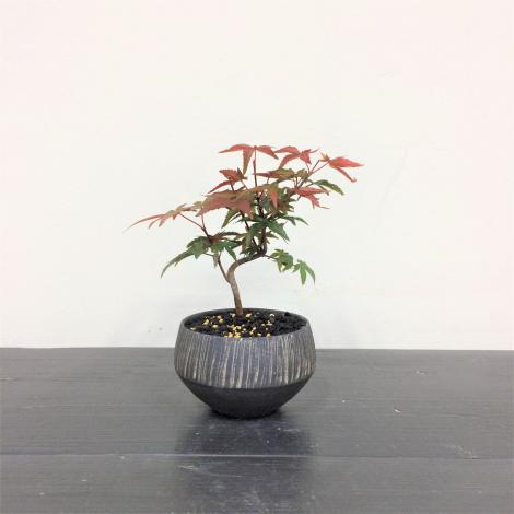 ミニ盆栽もみじ出猩々・デショウジョウ