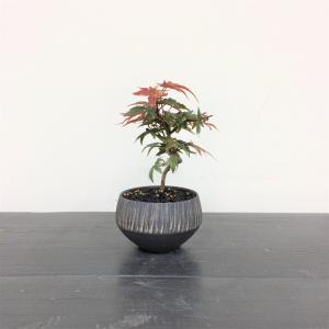 ミニ盆栽もみじ出猩々・デショウジョウ