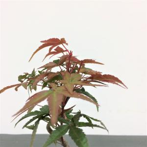 ミニ盆栽もみじ出猩々・デショウジョウ