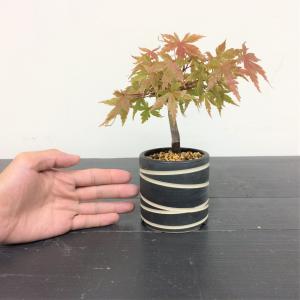ミニ盆栽　山紅葉・ヤマモミジ