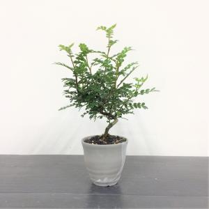 ミニ盆栽　タイワンサンショウ