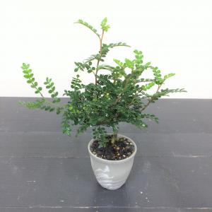 ミニ盆栽　タイワンサンショウ