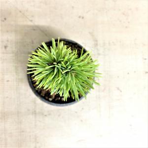ミニ盆栽　五葉松　実生株　村雨XS