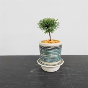 ミニ盆栽　五葉松　実生株　B-dot　ショート