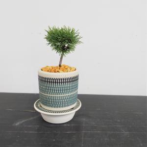 ミニ盆栽　五葉松　実生株　B-dot　ショート