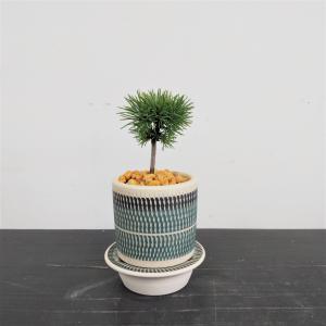 ミニ盆栽　五葉松　実生株　B-dot　ショート