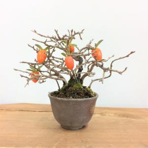 盆栽　老翁柿　-ロウヤガキ-