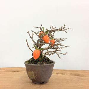 盆栽　老翁柿　-ロウヤガキ-