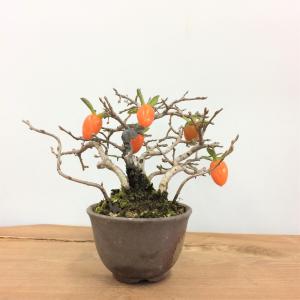盆栽　老翁柿　-ロウヤガキ-