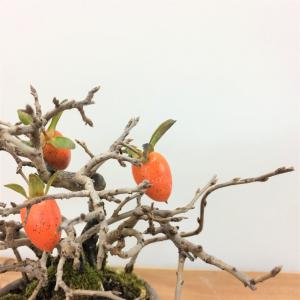 盆栽　老翁柿　-ロウヤガキ-