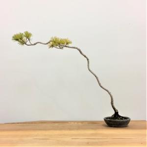 五葉松_文人木