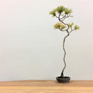 五葉松_文人木