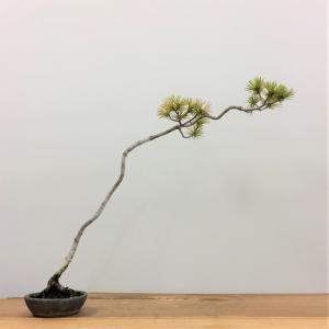 五葉松_文人木