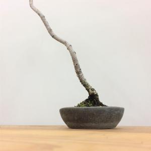 五葉松_文人木