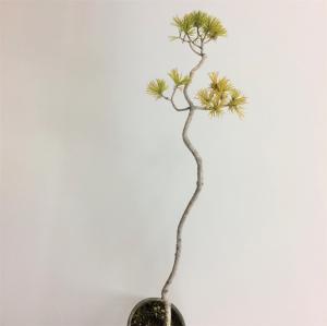 五葉松_文人木