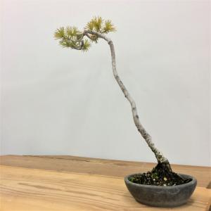 五葉松_文人木